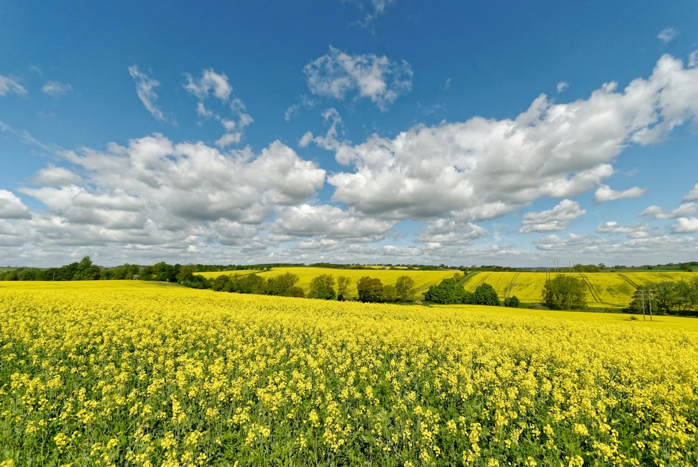 Yellow rapeseed fields beneath summer clouds in the Cotswolds
