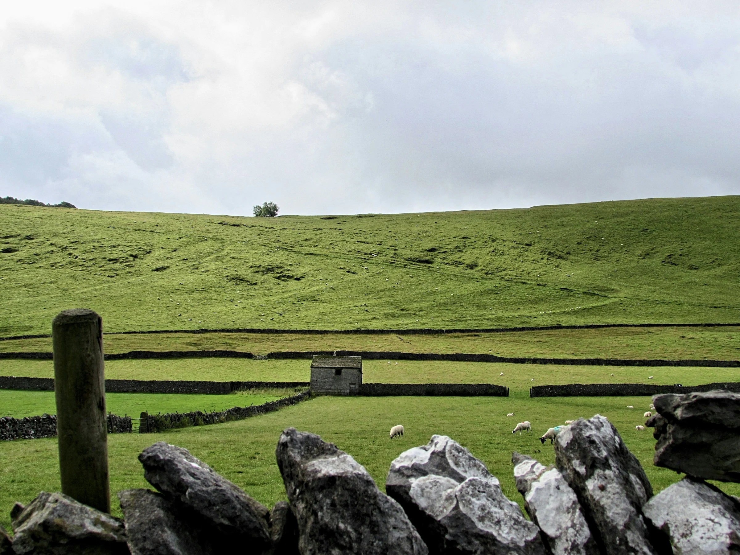 Green pasture and dry-stone walls near Castleton in the Peak District, photographed by Magda Vrabetz