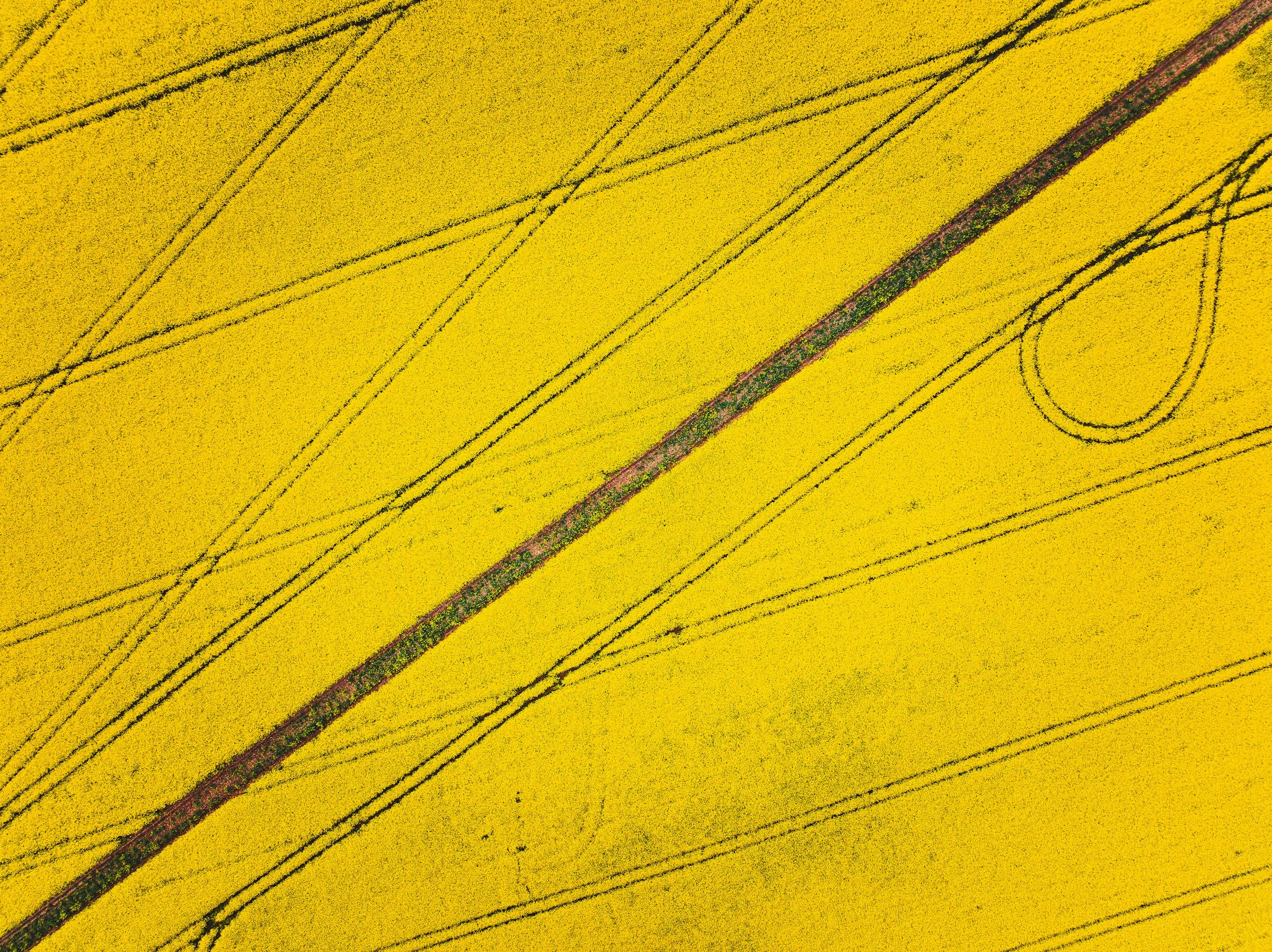 Yellow rapeseed fields in Sussex, photographed by Ivan Bandura